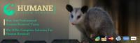 Humane Possum Removal Newcastle image 4